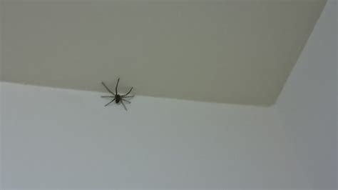 鳳凰樓風水 房間出現大蜘蛛